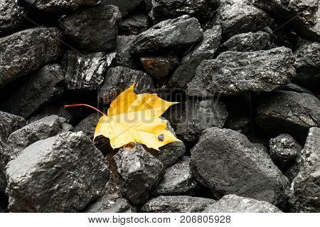 Maple Leaf Among Pieces Of Coal