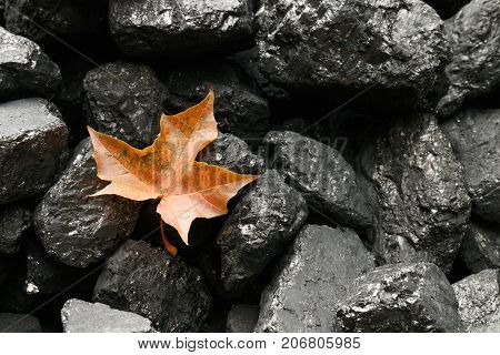 Maple Leaf Among Pieces Of Coal