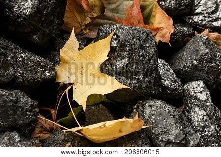 Maple Leaf Among Pieces Of Coal