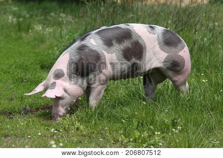 Young spotted domestic pietrain pig with black spots grazing on summer pasture