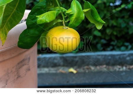 single grapefruit hanging from citrus paradisi grapefruit