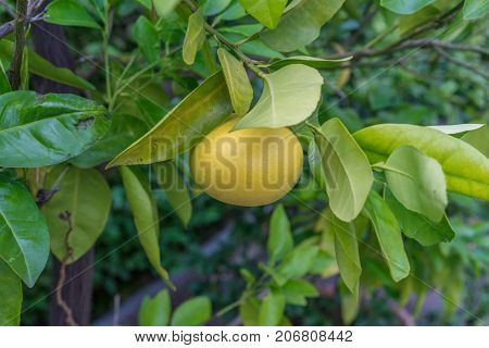 single grapefruit hanging from citrus paradisi grapefruit