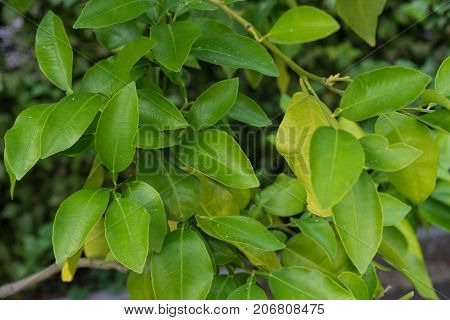 green leaves from citrus paradisi grapefruit close up view structure