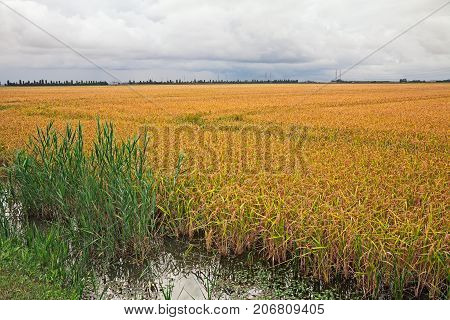 yellow rice field, landscape of the Po Delta Park in the countryside of Porto Tolle, Rovigo, Veneto, Italy
