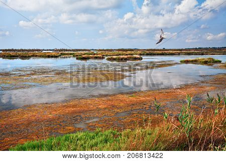 Rosolina, Rovigo, Veneto, Italy: lagoon in the nature reserve Po Delta Park, picturesque landscape of the swamp
