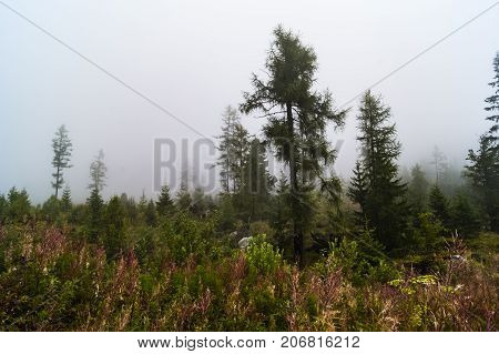 beautiful forest in the fog in the Tatra Mountains