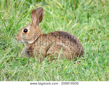 Eastern cottontail rabbit on the grass in forest of Thornhill Canada September 15 2017