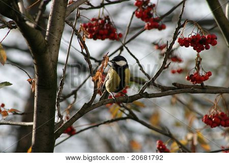 Tomtit su un albero di Rowan