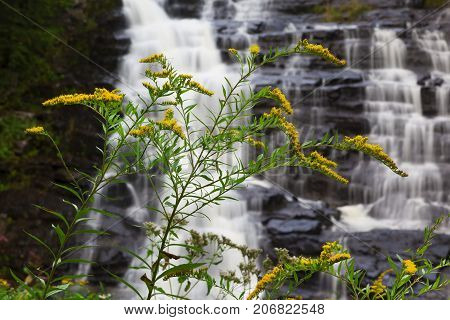 Yellow flowers in the foreground of Barberville Falls