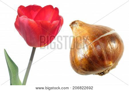 Red Single early tulip flower with tulip bulb isolated on white background