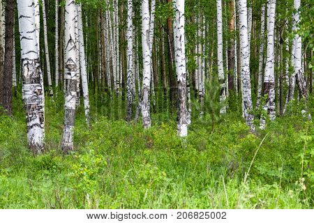 Mixed Birch And Coniferous Forest In Summer