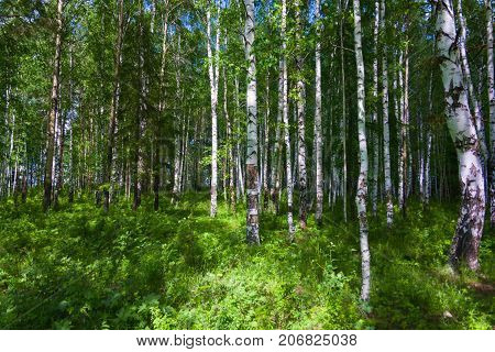 Mixed Birch And Coniferous Forest In Summer