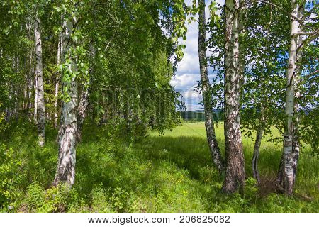 Mixed Birch And Coniferous Forest In Summer