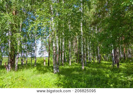 Mixed Birch And Coniferous Forest In Summer