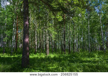 Mixed Birch And Coniferous Forest In Summer