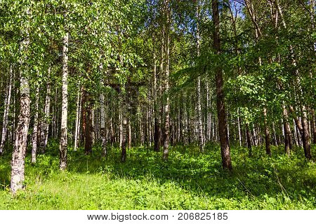 Mixed Birch And Coniferous Forest In Summer