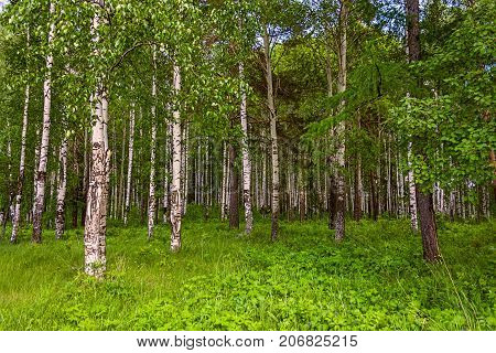 Mixed Birch And Coniferous Forest In Summer