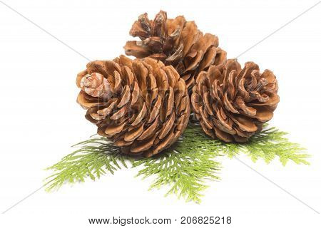 Pine cones with a cypress branch on white background