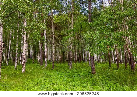 Mixed Birch And Coniferous Forest In Summer