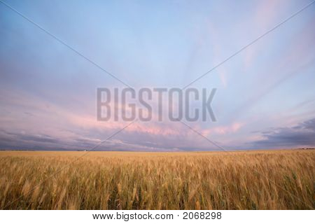 Harvest Landscape
