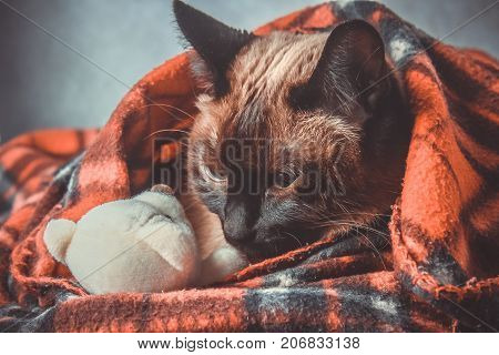 The Siamese Thai Cat Is Wrapped In A Plaid With A Soft Toy. The Concept Of Autumn, Winter, Cold. Wai