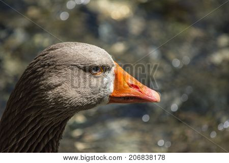 Duck head close up with blurry background.