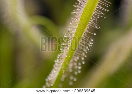 Close up of Sundew Drosera Capensis alba , carnivorous species of perennial sundew native to the Cape in South Africa.