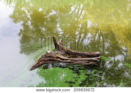 Log with dragonfly floating in the water covered with green algae tree reflection in the water.