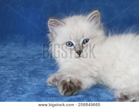 Small siberian neva masquarade colorpoint kitten on blue background