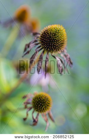 Purple coneflower flowers in the autumn garden.