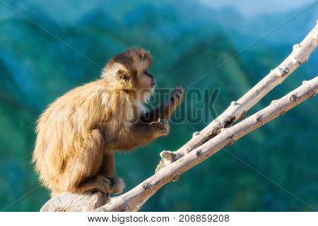 Hungry Capuchin monkey dines on a branch. Wild animal.