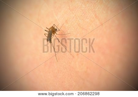 The Mosquito Bites Into The Arm And The Abdomen Is Filled With Blood