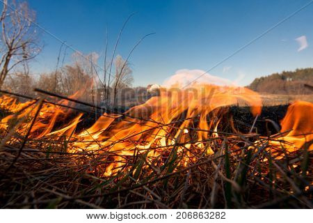 Forest or field fire. tree is burned to the ground a lot of fire when vildfire.