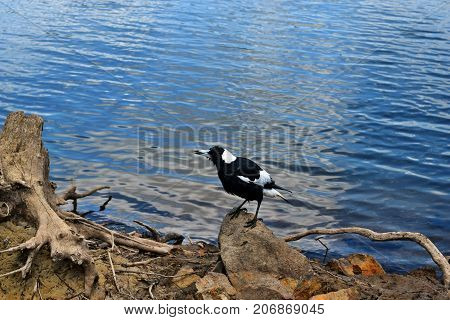 Australian Magpie By The Baroon Lake