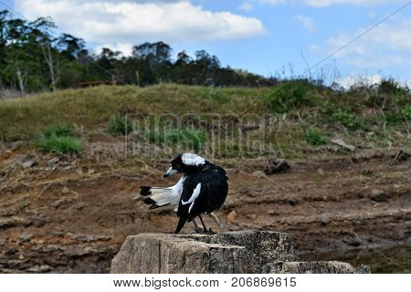 Australian Magpie By The Baroon Lake
