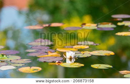 Lilies In A Water At Autumn Season