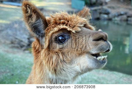 A Beautiful And Funny Brown Lama Smile