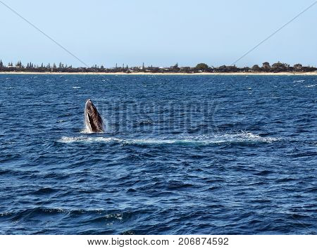 Humpback Whale (megaptera Novaeangliae)