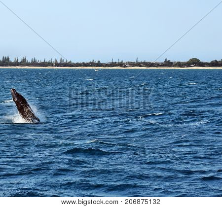 Humpback Whale (megaptera Novaeangliae)
