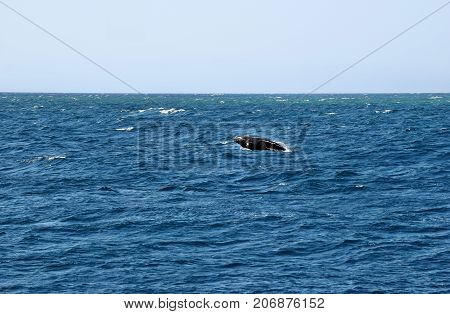 Humpback Whale (megaptera Novaeangliae)