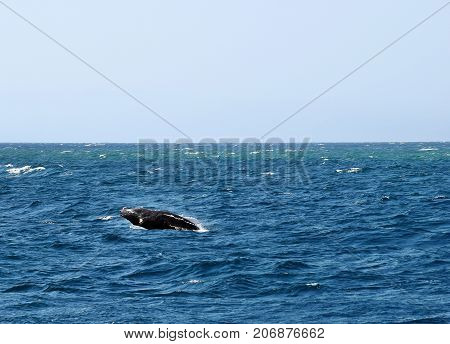 Humpback Whale (megaptera Novaeangliae)