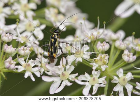 Grypocoris Stysi
