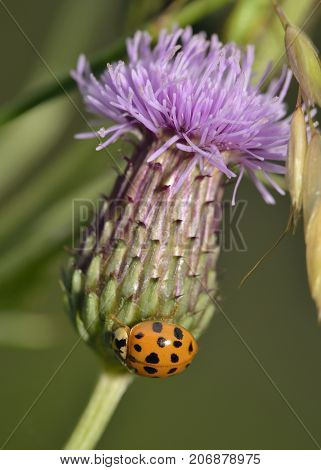 Harlequin Ladybird On Creeping Thistle