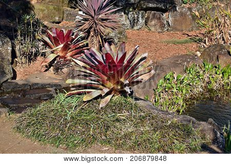 Aechmea Alcantarea Growing In The Garden