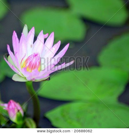 flor