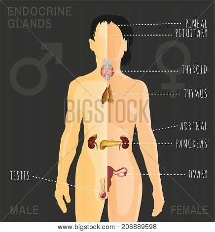 Female and Male endocrine system. Human comparative anatomy. Human silhouette with detailed internal organs. Vector illustration isolated on a dark grey background.