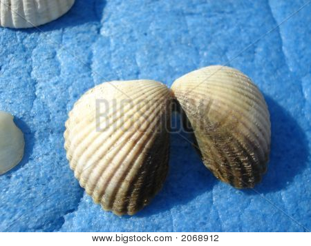 Shell