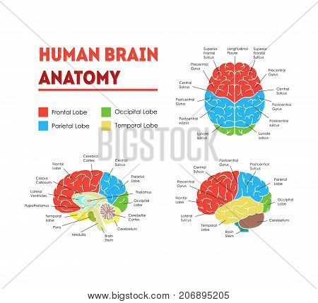 Human Brain Anatomy Infographic Card Poster System Concept of Diagnostics and Health Care Flat Design Style. Vector illustration of Head