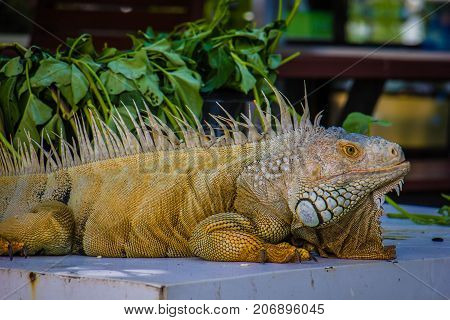 big Iguana Photo Close-up portrait Large Green