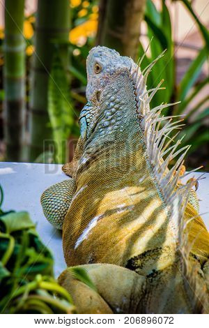 big Iguana Photo Close-up portrait Large Green